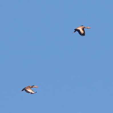 Black-bellied Whistling Ducks